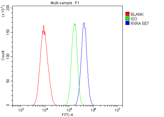 1 - Anti-Retinoid X Receptor alpha/RXRA Antibody Picoband™ (monoclonal, 5E7) ABO14953