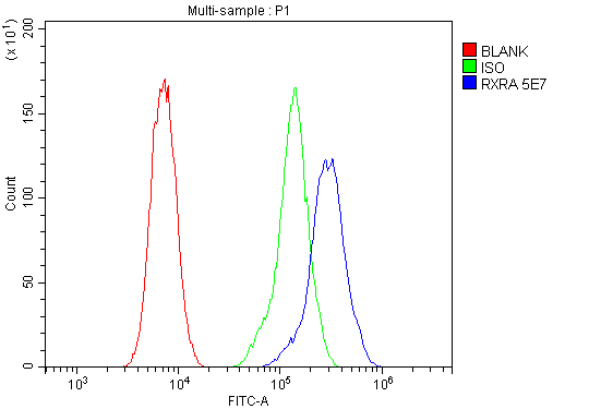 1 - Anti-Retinoid X Receptor alpha/RXRA Antibody Picoband™ (monoclonal, 5E7) ABO14953