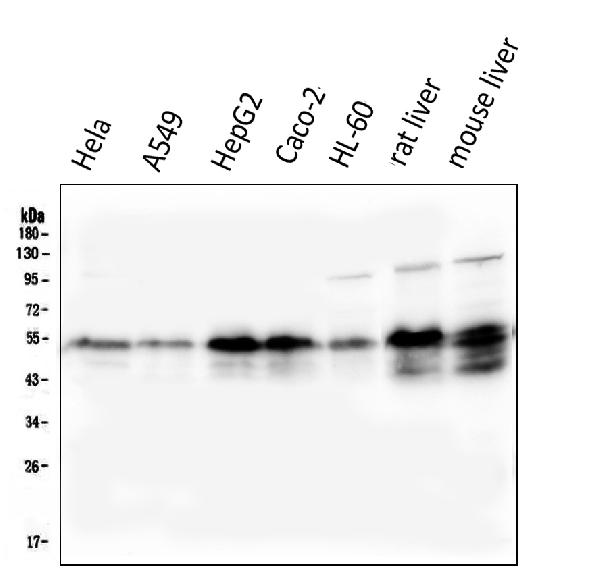 1 - Anti-Retinoid X Receptor alpha/RXRA Antibody Picoband™ (monoclonal, 5E7) ABO14953