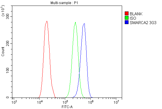 1 - Anti-SMARCA2/BRM Antibody Picoband™ (monoclonal, 3G3) ABO14954