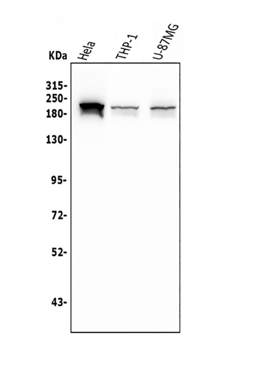 1 - Anti-SMARCA2/BRM Antibody Picoband™ (monoclonal, 4E8) ABO14955