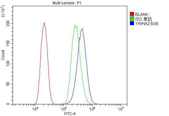 1 - Anti-14-3-3 zeta/delta/YWHAZ Antibody Picoband™ (monoclonal, 6G5) ABO14956