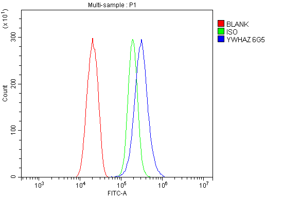 1 - Anti-14-3-3 zeta/delta/YWHAZ Antibody Picoband™ (monoclonal, 6G5) ABO14956