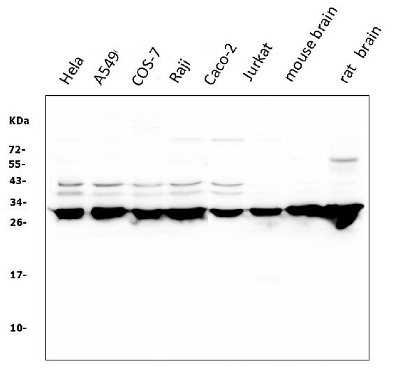 1 - Anti-14-3-3 zeta/delta/YWHAZ Antibody Picoband™ (monoclonal, 6G5) ABO14956