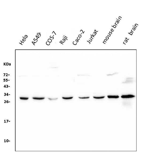 1 - Anti-14-3-3 zeta/delta/YWHAZ Antibody Picoband™ (monoclonal, 6H7) ABO14957
