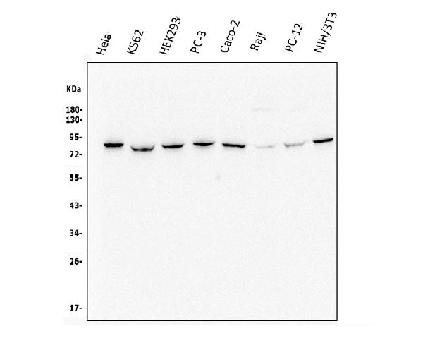 1 - Anti-Methylmalonyl Coenzyme A mutase Antibody Picoband™ (monoclonal, 2D6) ABO14958