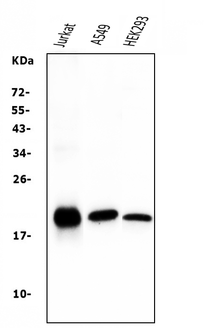 1 - Anti-Bid Antibody Picoband™ (monoclonal, 10F4) ABO14959