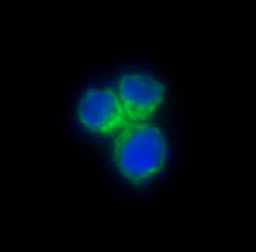 3 - Anti-CCR8 Rabbit Monoclonal Antibody ABO14961