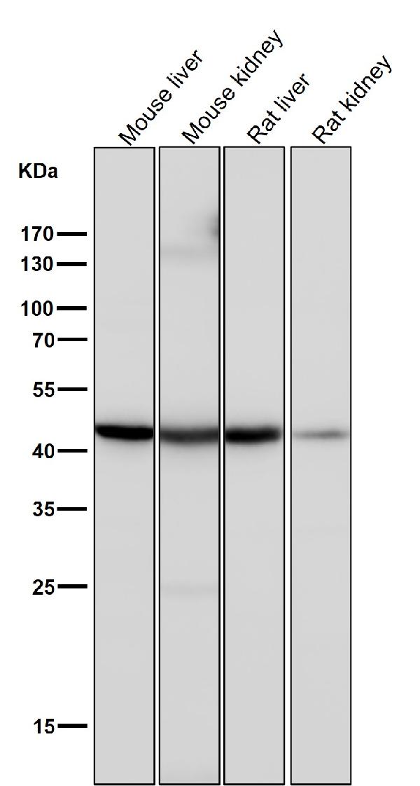 1 - Anti-CCR8 Rabbit Monoclonal Antibody ABO14961