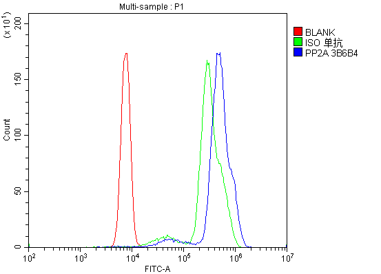 1 - Anti-PP2A-alpha/PPP2CA Antibody Picoband™ (monoclonal, 3B6) ABO14963
