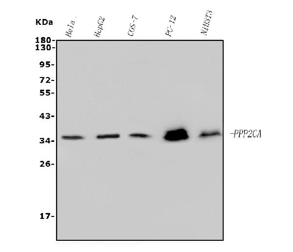 1 - Anti-PP2A-alpha/PPP2CA Antibody Picoband™ (monoclonal, 3B6) ABO14963