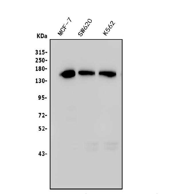 1 - Anti-TIF1 gamma/TRIM33 Antibody Picoband™ (monoclonal, 8I8) ABO14964