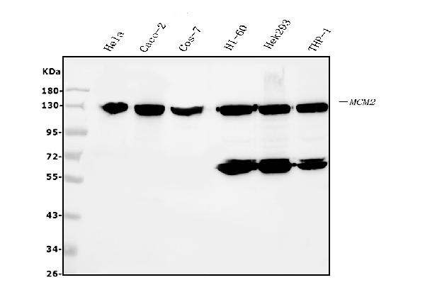 1 - Anti-MCM2 Antibody Picoband™ (monoclonal, 11C4) ABO14965