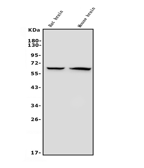 1 - Anti-GAD65/GAD2 Antibody Picoband™ (monoclonal, 7G2) ABO14966