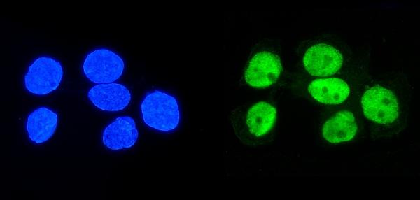 3 - Anti-hnRNP D/AUF1/HNRNPD Antibody Picoband™ (monoclonal, 2B12) ABO14968
