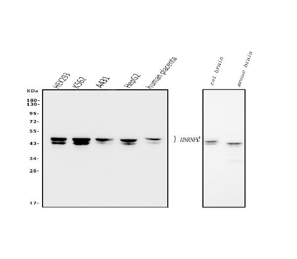 1 - Anti-hnRNP D/AUF1/HNRNPD Antibody Picoband™ (monoclonal, 2B12) ABO14968