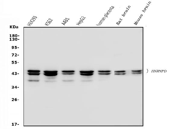 1 - Anti-hnRNP D/AUF1/HNRNPD Antibody Picoband™ (monoclonal, 4F3) ABO14969