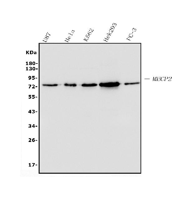 1 - Anti-MECP2 Antibody Picoband™ (monoclonal, 2G3) ABO14970
