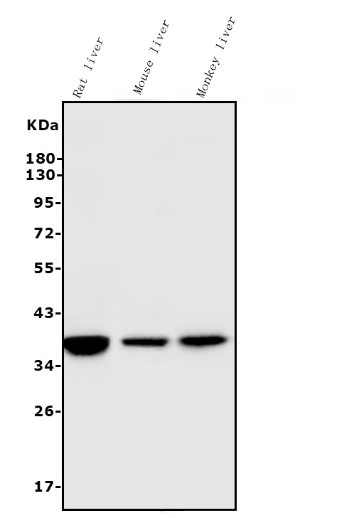 1 - Anti-liver Arginase/ARG1 Antibody Picoband™ (monoclonal, 2B12) ABO14971