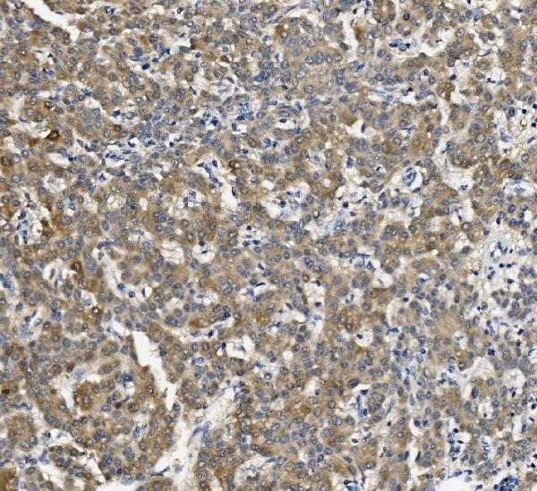 2 - Anti-Cytochrome p450 2C19/CYP2C19 Antibody Picoband™ (monoclonal, 10G5) ABO14972