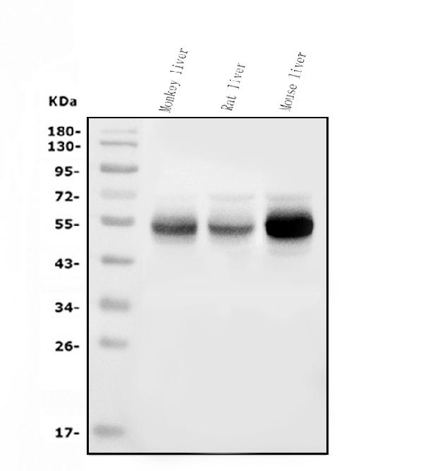 1 - Anti-Cytochrome p450 2C19/CYP2C19 Antibody Picoband™ (monoclonal, 10G5) ABO14972