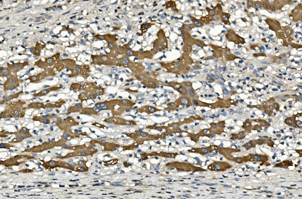 2 - Anti-Cytochrome p450 2C19/CYP2C19 Antibody Picoband™ (monoclonal, 5G4) ABO14973