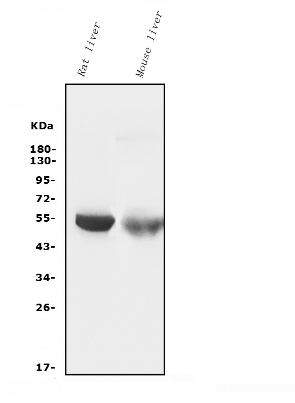 1 - Anti-Cytochrome p450 2C19/CYP2C19 Antibody Picoband™ (monoclonal, 5G4) ABO14973