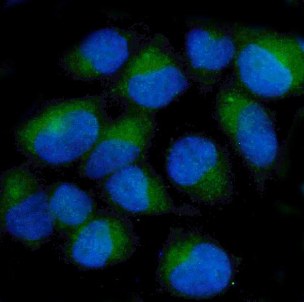 3 - Anti-ch TOG/CKAP5 Antibody Picoband™ (monoclonal, 3C13) ABO14974