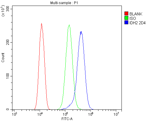 1 - Anti-IDH2 Antibody Picoband™ (monoclonal, 2D4) ABO14975