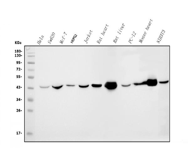 1 - Anti-IDH2 Antibody Picoband™ (monoclonal, 2D4) ABO14975