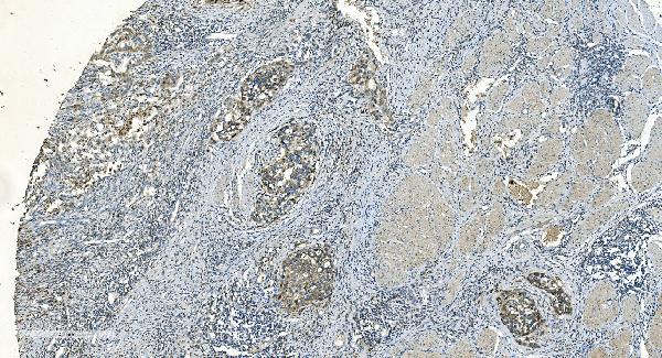 2 - Anti-IDH2 Antibody Picoband™ (monoclonal, 2H4) ABO14976
