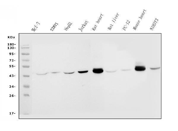 1 - Anti-IDH2 Antibody Picoband™ (monoclonal, 2H4) ABO14976