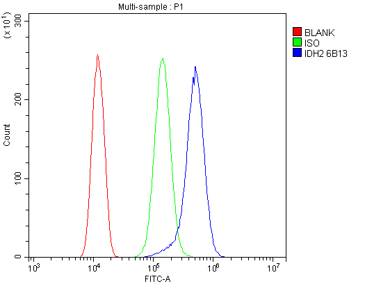 1 - Anti-IDH2 Antibody Picoband™ (monoclonal, 6B13) ABO14977
