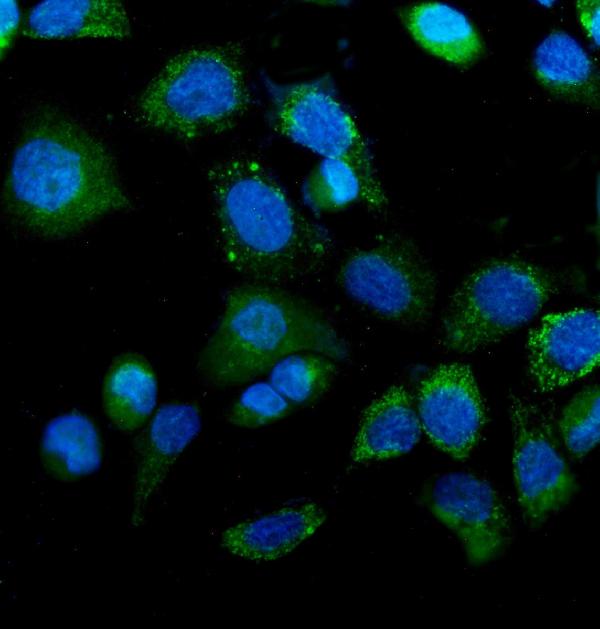 3 - Anti-IDH2 Antibody Picoband™ (monoclonal, 6B13) ABO14977