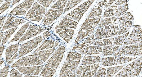 2 - Anti-IDH2 Antibody Picoband™ (monoclonal, 6B13) ABO14977