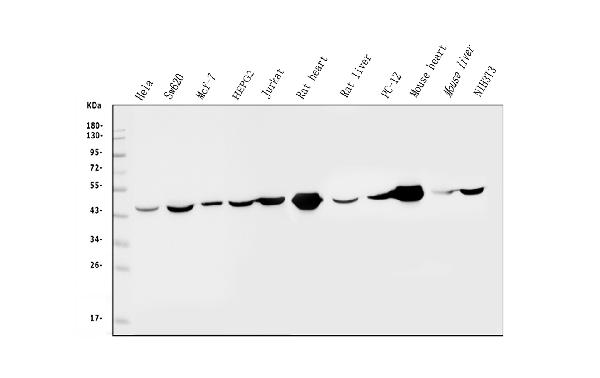 1 - Anti-IDH2 Antibody Picoband™ (monoclonal, 6B13) ABO14977