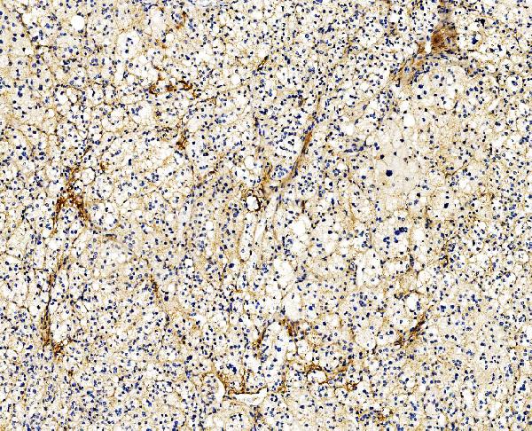 2 - Anti-Filamin A/FLNA Antibody Picoband™ (monoclonal, 3F8) ABO14978