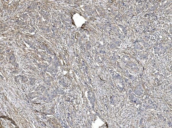 2 - Anti-Filamin A/FLNA Antibody Picoband™ (monoclonal, 3F8) ABO14978