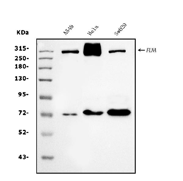 1 - Anti-Filamin A/FLNA Antibody Picoband™ (monoclonal, 3F8) ABO14978