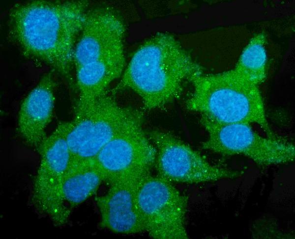 3 - Anti-Liver Carboxylesterase 1/CES1 Antibody Picoband™ (monoclonal, 3F10) ABO14979