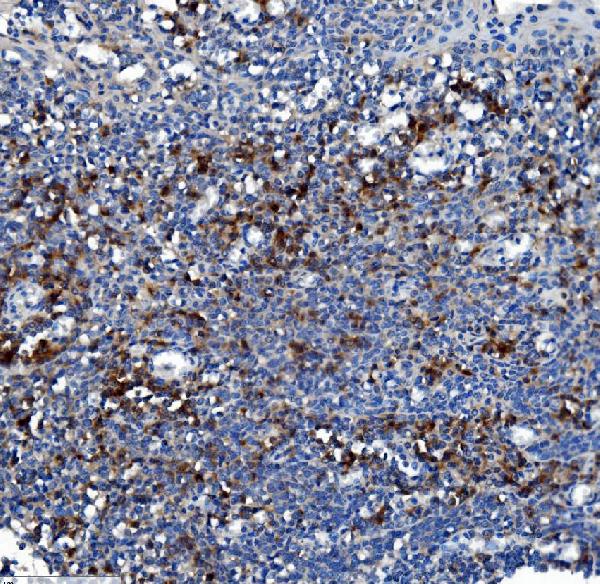 2 - Anti-Liver Carboxylesterase 1/CES1 Antibody Picoband™ (monoclonal, 3F10) ABO14979