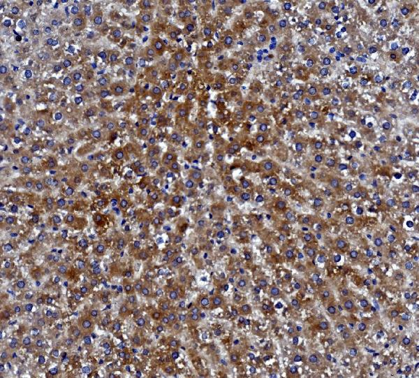 2 - Anti-Liver Carboxylesterase 1/CES1 Antibody Picoband™ (monoclonal, 3F10) ABO14979