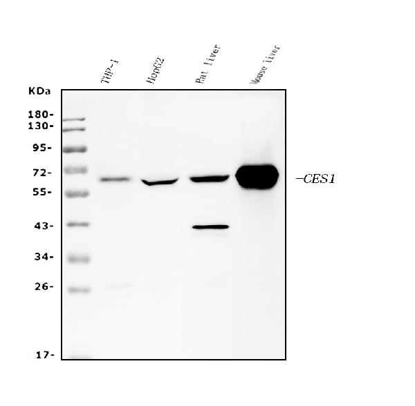 1 - Anti-Liver Carboxylesterase 1/CES1 Antibody Picoband™ (monoclonal, 3F10) ABO14979