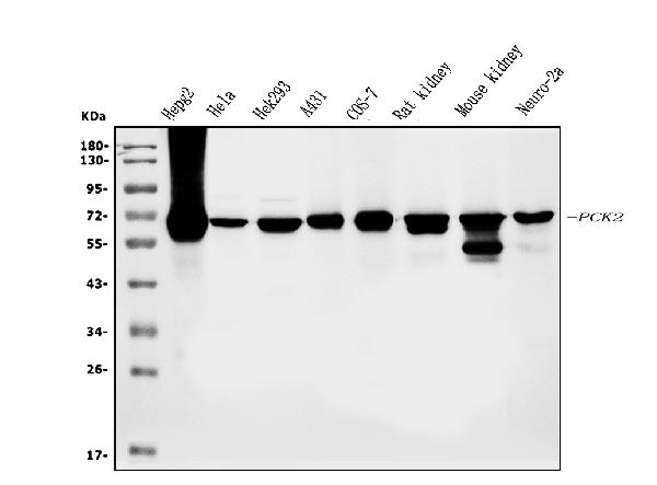 1 - Anti-PCK2 Antibody Picoband™ (monoclonal, 3F7) ABO14980