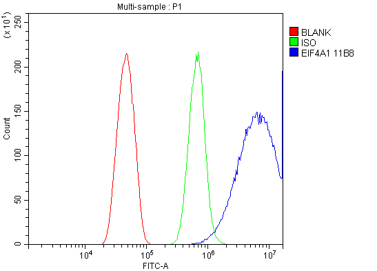 3 - Anti-EIF4A1 Antibody Picoband™ (monoclonal, 11B8) ABO14981
