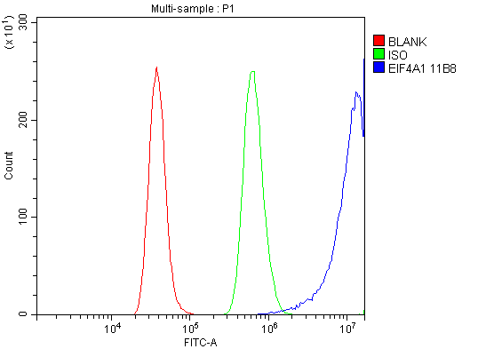 3 - Anti-EIF4A1 Antibody Picoband™ (monoclonal, 11B8) ABO14981