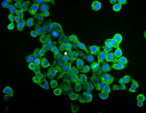 3 - Anti-EIF4A1 Antibody Picoband™ (monoclonal, 11B8) ABO14981