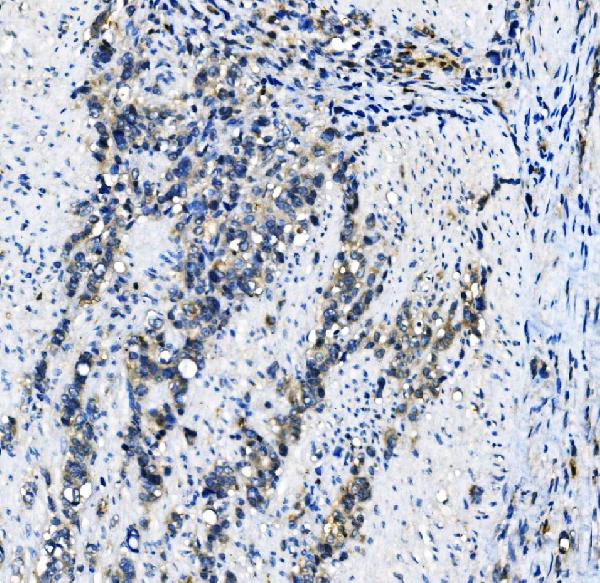 2 - Anti-EIF4A1 Antibody Picoband™ (monoclonal, 11B8) ABO14981