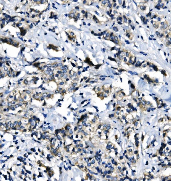 2 - Anti-EIF4A1 Antibody Picoband™ (monoclonal, 11B8) ABO14981
