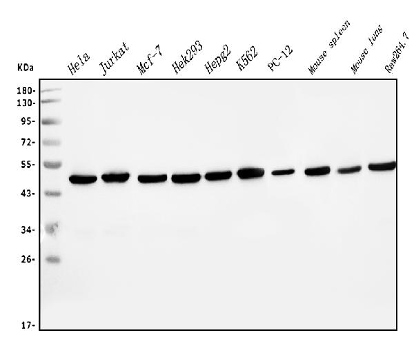 1 - Anti-EIF4A1 Antibody Picoband™ (monoclonal, 11B8) ABO14981
